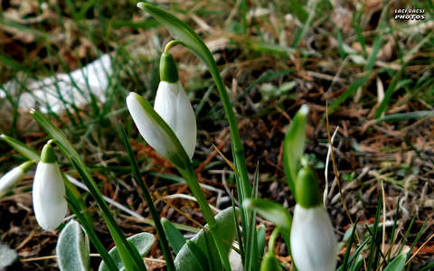 hóvirág, tavasz, magyarország