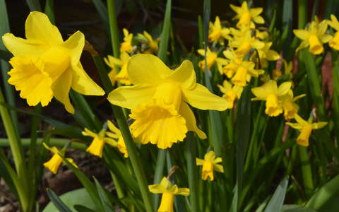 címlapfotó nárcisz tavaszi virág