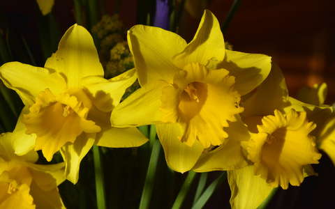 nárcisz tavaszi virág