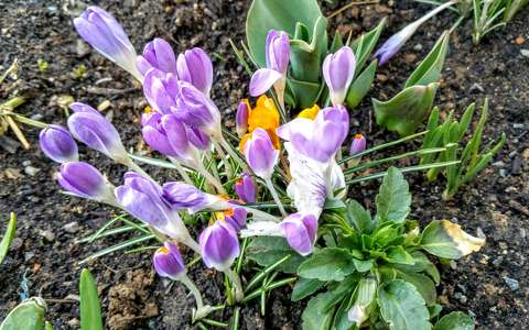 Tavaszi virágcsokor / Györkő Zsombor