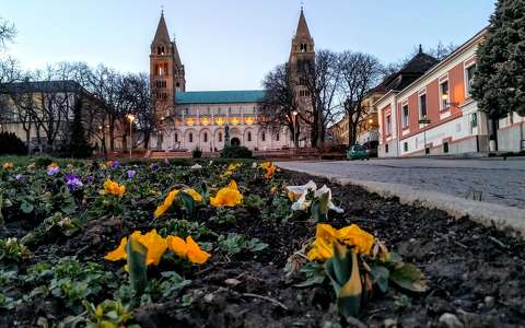 Tavaszi virágok, Pécsi Székesegyház / Györkő Zsombor