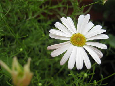 kis fehér virág