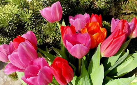 címlapfotó tavasz tavaszi virág tulipán