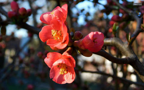 Japánbirs virága, tavasz, magyarország