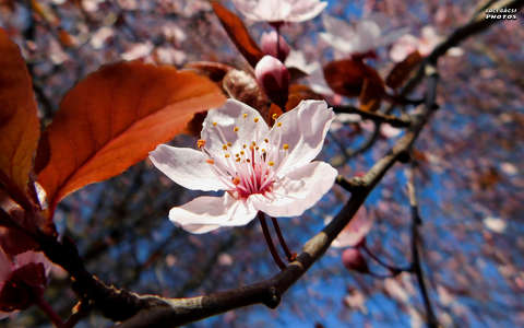 virágzó fa, tavasz, magyarország