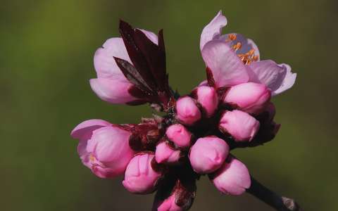 bimbó címlapfotó tavasz