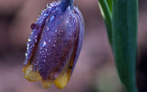 címlapfotó tavaszi virág vízcsepp