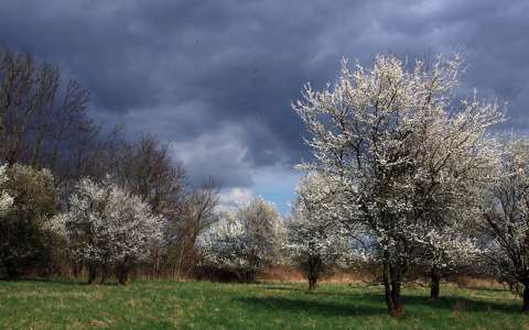 címlapfotó felhő tavasz virágzó fa
