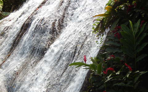 Jamaica, vízesés, park, trópusi növény