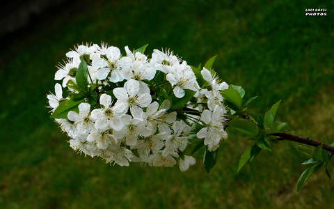 meggyfa virága, tavasz, magyarország