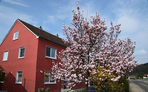 ház tavasz virágzó fa
