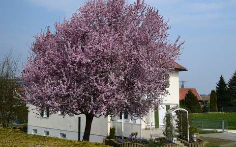 tavasz virágzó fa
