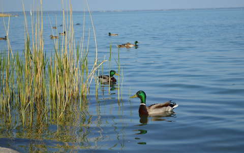 balaton kacsa magyarország tó