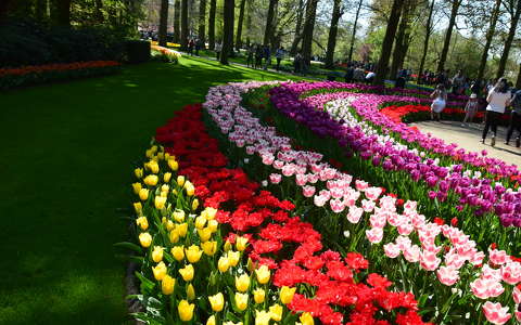 Hollandia Keukenhof