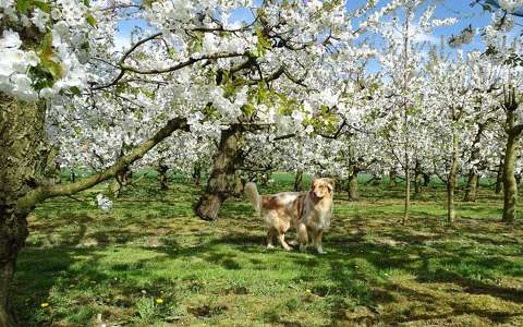 címlapfotó kutya tavasz virágzó fa