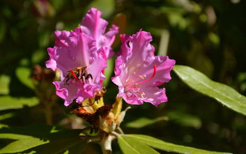 rododendron rovar