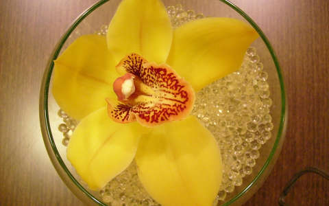 Orchidea