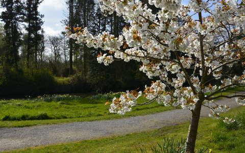 tavasz virágzó fa írország