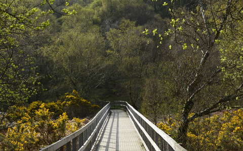 erdő tavasz írország út