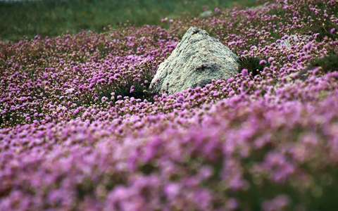 címlapfotó kövek és sziklák vadvirág virágmező