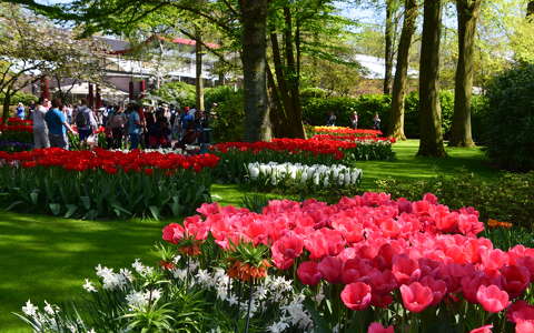 hollandia kertek és parkok keukenhof tavasz