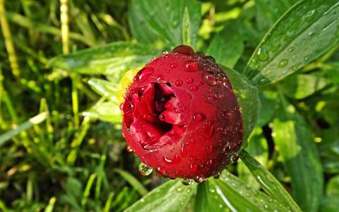 címlapfotó pünkösdi rózsa vízcsepp