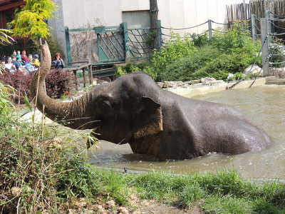 Fürdőző elefánt