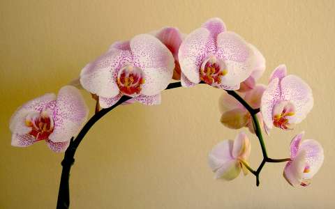 Orchidea