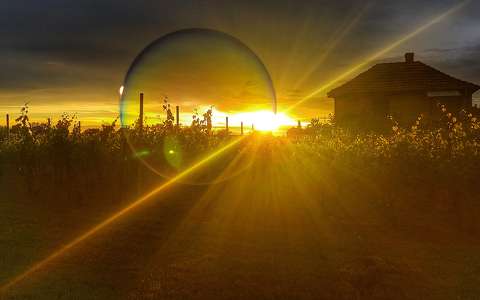 buborék naplemente nyár szőlőültetvény