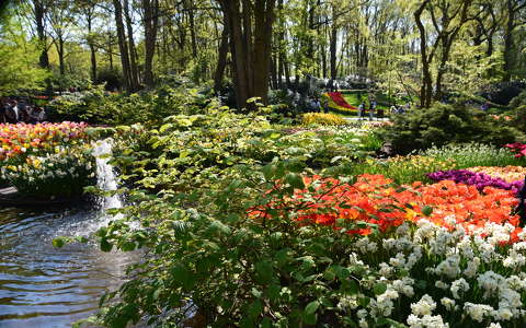 címlapfotó kertek és parkok nárcisz tavaszi virág