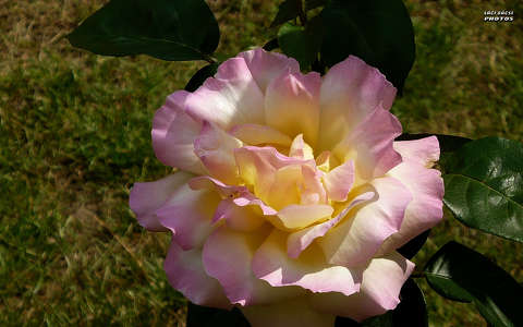 rózsa