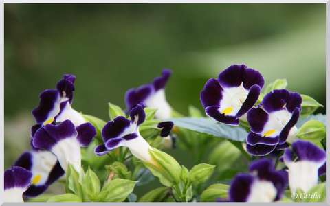 Torenia