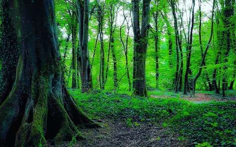 címlapfotó erdő írország