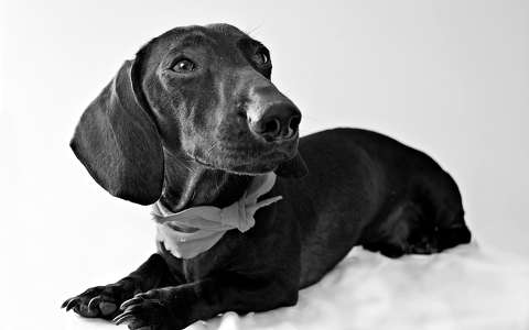 címlapfotó fekete-fehér kutya