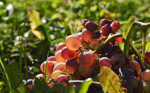 gyümölcs szőlő ősz