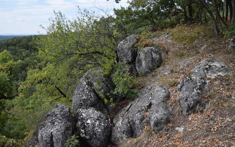 erdő kövek és sziklák