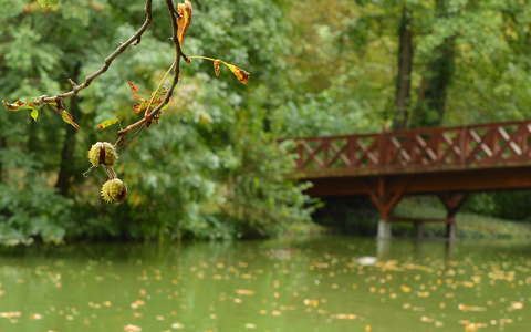 címlapfotó gesztenye híd ősz