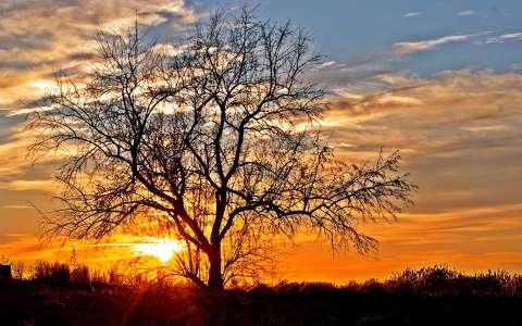 címlapfotó fa felhő naplemente