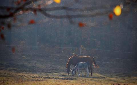címlapfotó lovak szamár ősz