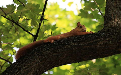 címlapfotó fa mókus