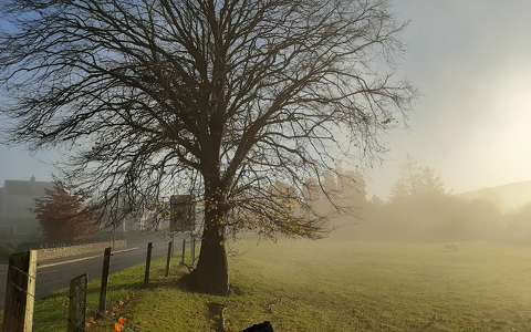 címlapfotó fa köd ősz