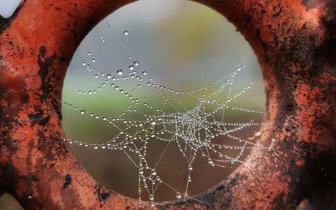 címlapfotó pókháló vízcsepp