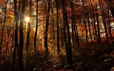 címlapfotó erdő fény ősz