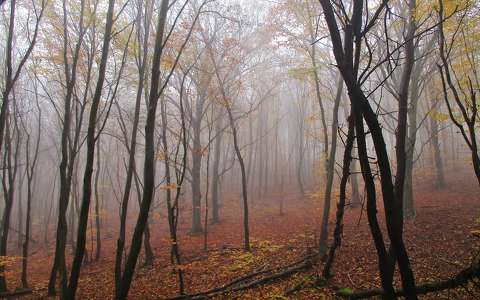 címlapfotó erdő köd ősz
