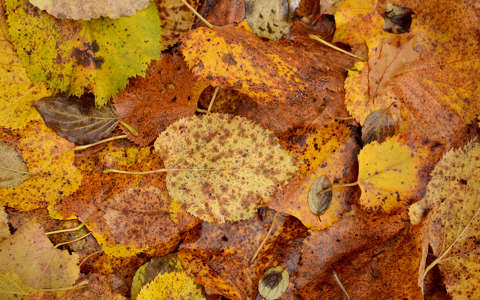címlapfotó levél színes ősz