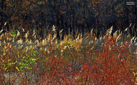 nádas, ősz, magyarország