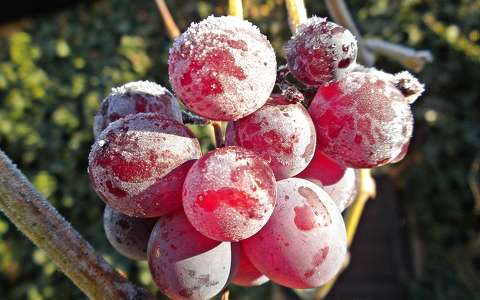 címlapfotó gyümölcs szőlő zúzmara