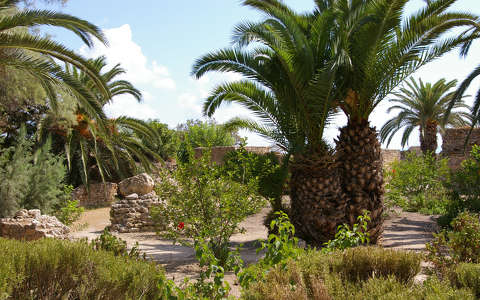 címlapfotó kertek és parkok pálma tunézia