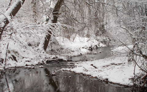 címlapfotó erdő patak tél
