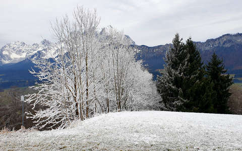 címlapfotó fa hegy tél